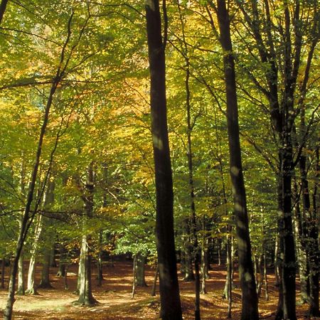 Aigle Noir Fontainebleau Mgallery Exteriér fotografie