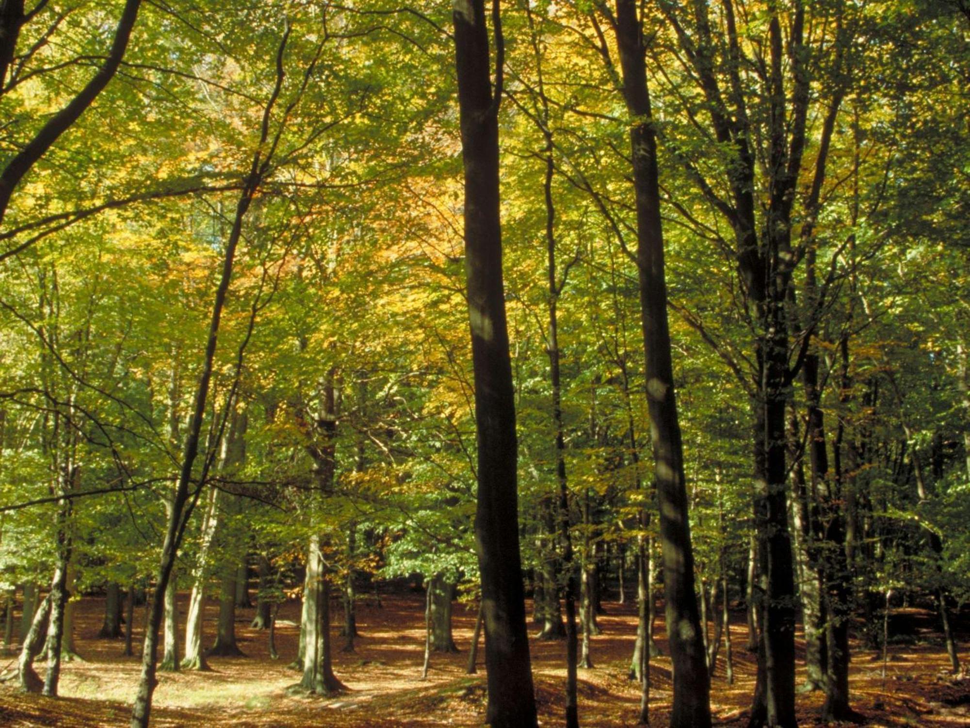 Aigle Noir Fontainebleau Mgallery Exteriér fotografie
